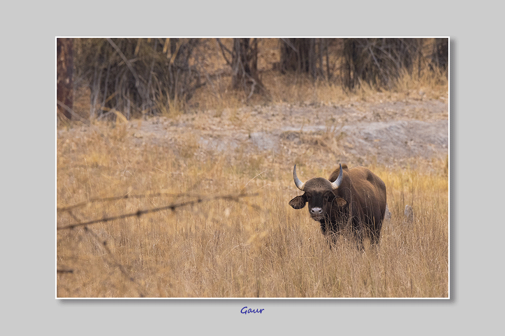 Gaur